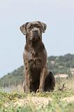 CANE CORSO 194